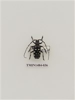 藏品(馬庫白星天牛)的圖片